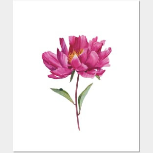 Watercolor pink peony painting Posters and Art